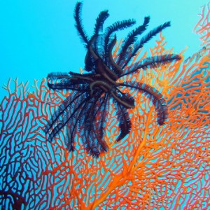 Sea Fan with Crinoid