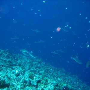 35 Sharks at blue Corner