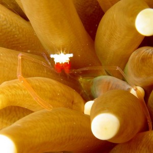 Shrimp in Sea Anemone