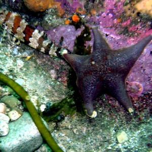 Bat Star & Painted Greenling