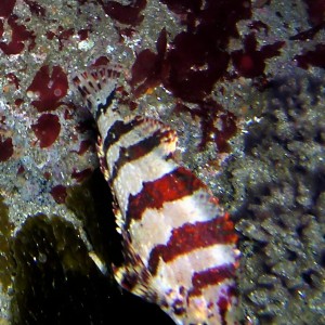 Painted Greenling