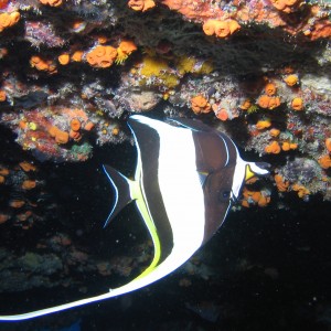 Upsidedown Moorish Idol