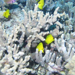 Yellow Tangs