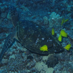 Sea Turtle Getting Cleaned