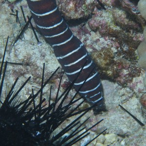 Eel Eating Sea Urchin