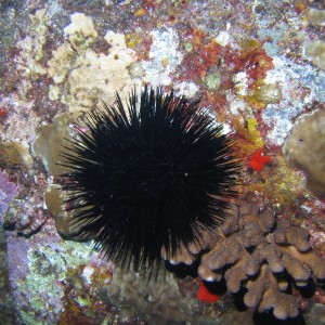 Sea Urchin