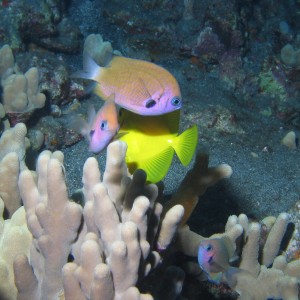 Yellow Tang trying to Hide