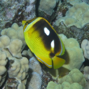 Four Spot Butterfly Fish