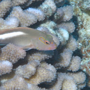 Arc-Eyed Hawkfish