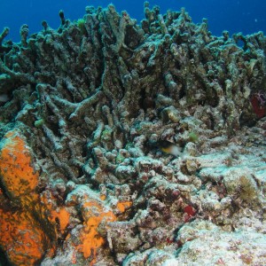 Damaged_Finger_Coral