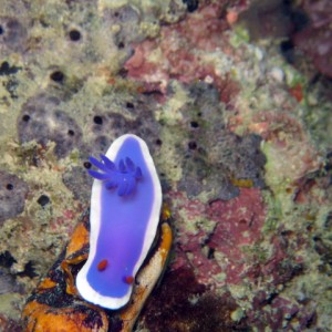 Hypselodoris Bullockii