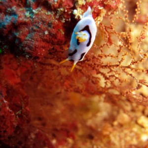 Chromodoris dianne