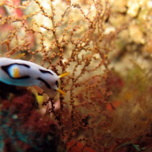 Chromodoris dianne