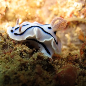 Chromodoris willani