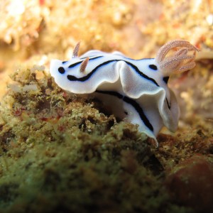 Chromodoris willani