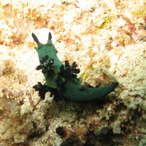 Nembrotha milleri