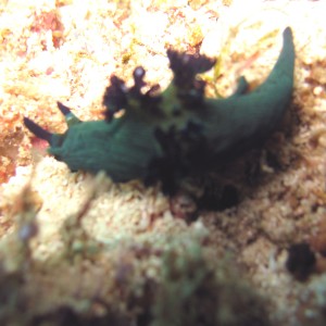 Nembrotha milleri