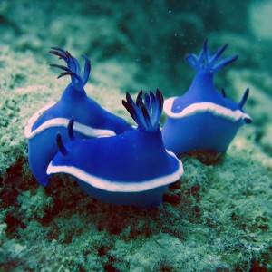 Hypselodoris Bullockii