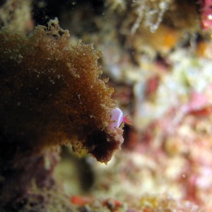 Tiny Baby Hyselodoris bullockii