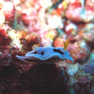 Chromodoris dianne