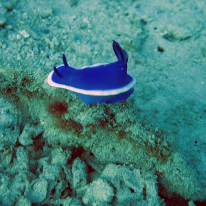 Hypselodoris Bullockii