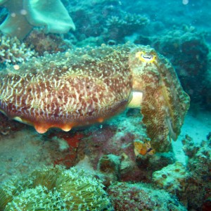 Broadclub Cuttlefish