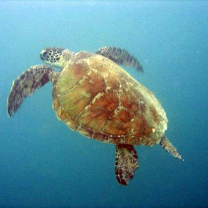 Green Turtle