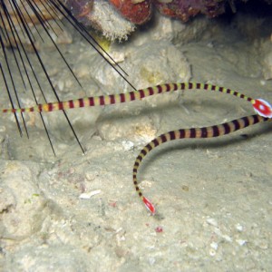 Banded Pipefish