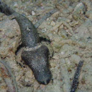 Juvenile Crocodile fish