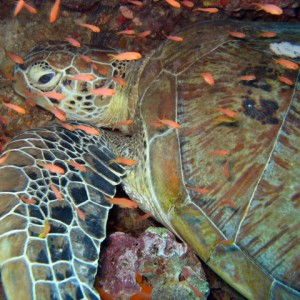 Sleepy Green turtle