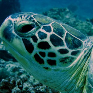 Green Turtle