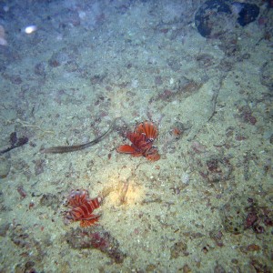 A pair of Zebra Lionfish