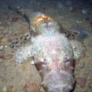 Crocodile fish