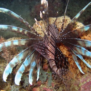 Peacock Lionfish