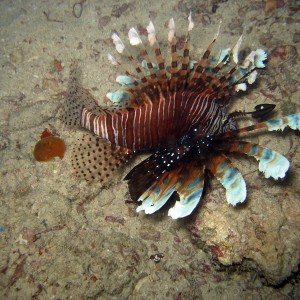 Peacock Lionfish