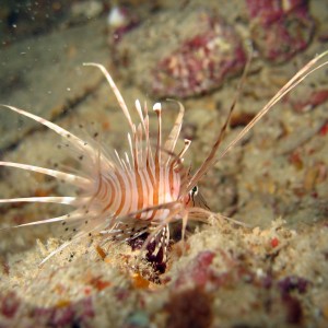 Juvenile Common Lionfish