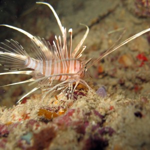 Juvenile Common Lionfish