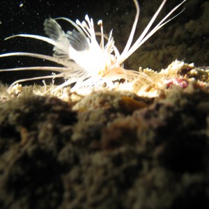 Juvenile Common Lionfish