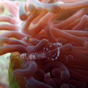 Anemone Shrimp