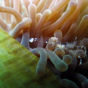 Anemone Shrimp