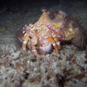 Anemone Hermit Crab