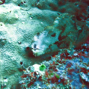 Leafy Scorpion fish