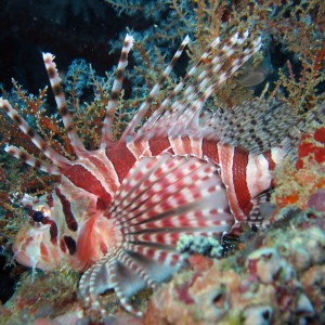 Zebra Lionfish