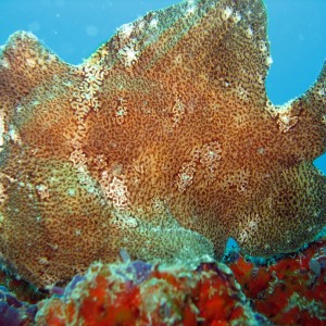 Giant Frogfish