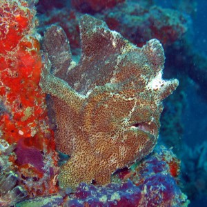 Giant Frogfish