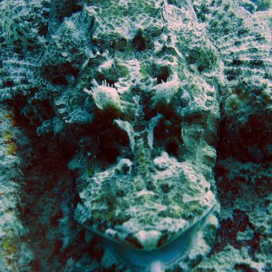 Crocodile fish