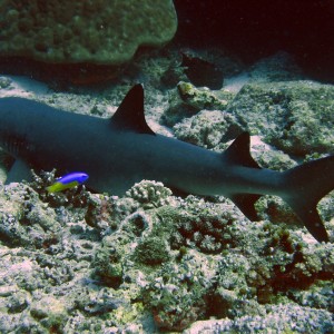 White Tip Reef shark