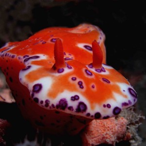 Short-tailed nudibranch