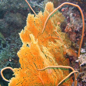 WeelerReef