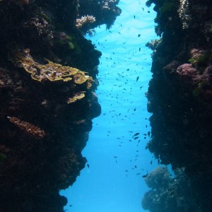 WeelerReef